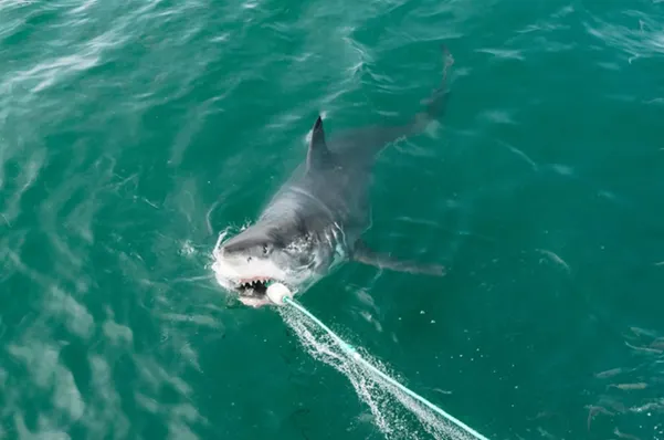 Un requin à Gansbaai