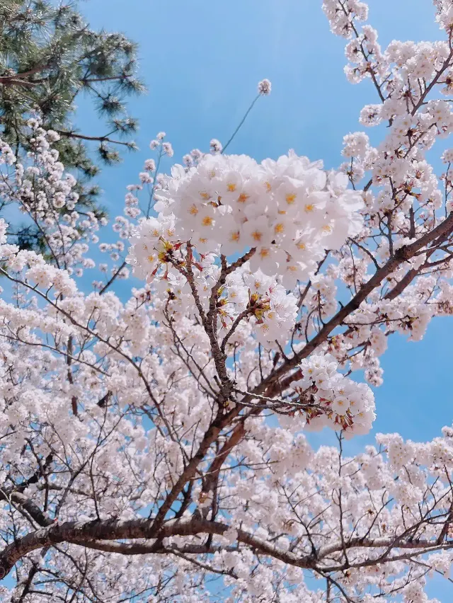 濟州島櫻花盤點