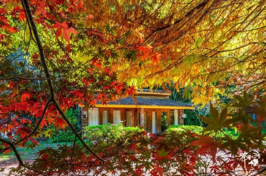 台灣紅葉2025中部:台中武陵農場