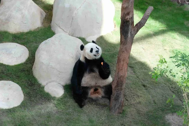 Panda House