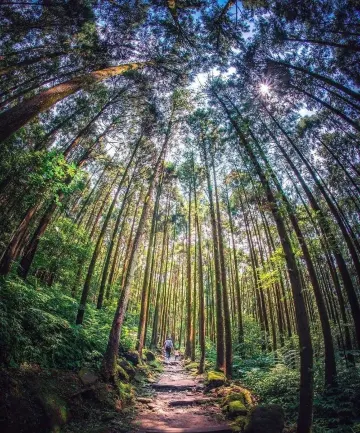 馬武渡森林冒険