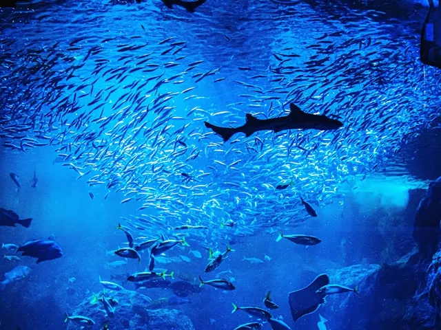 沙丁魚群