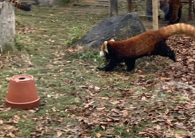 大阪・新世界観光　天王寺動物園　可愛いアニマルスイーツも見逃せない！