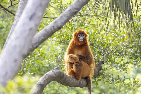 深圳野生動物園 