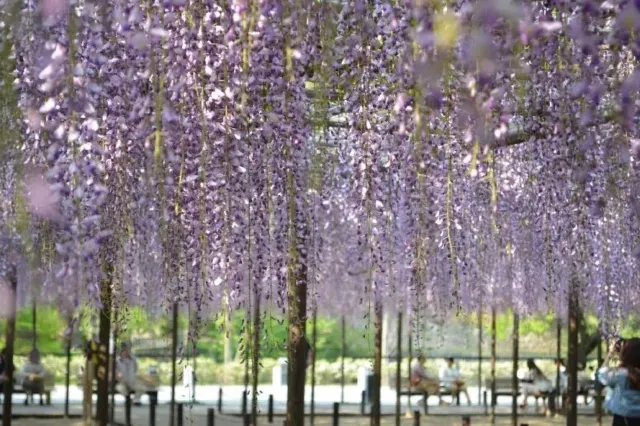 紫藤花