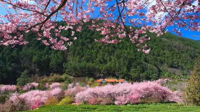 武陵農場櫻花季2026