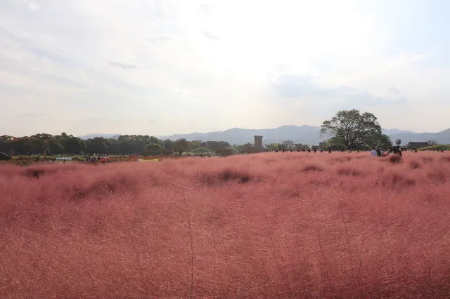 한국 여행지 추천 경주 첨성대 핑크뮬리 군락지