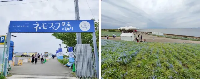 ネモフィラ祭り