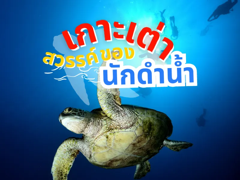 แนะนำที่เที่ยว ที่พักบนเกาะเต่า เกาะสวรรค์ของนักดำน้ำ และสถานที่พักผ่อนของคนรักทะเลที่่แท้ทรู แนะนำที่เที่ยว ที่พักบนเกาะเต่า เกาะสวรรค์ของนักดำน้ำ และสถานที่พักผ่อนของคนรักทะเลที่่แท้ทรู