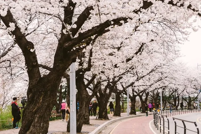 汝矣島漢江公園
