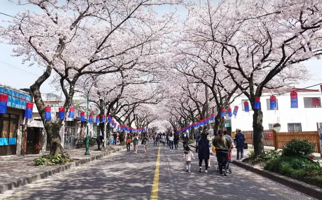 제주 왕벚꽃