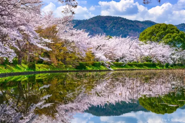 日本京都大覺寺