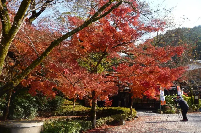 秋月城跡