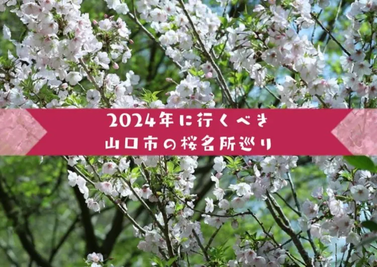 2024年さくら開花情報・お花見情報🌸山口市『ニューヨークタイムズ』2024年に行くべき52か所に選ばれました🌸