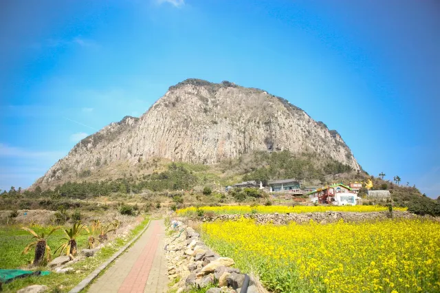 산방산 유채꽃밭
