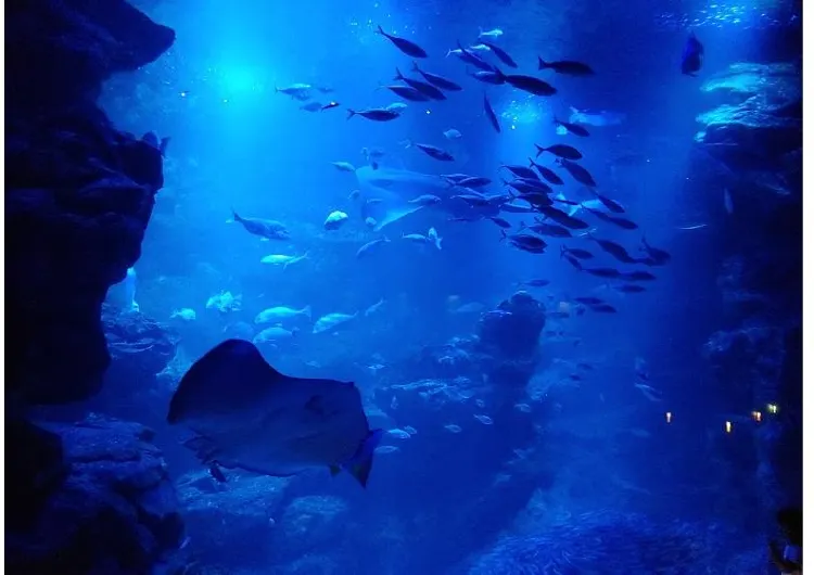 【2025 年最新】期間限定 京都水族館「夜のすいぞくかん2025 」と周辺おすすめホテル【京都観光】