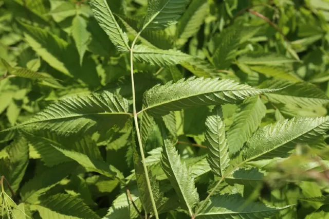 산나물 종류