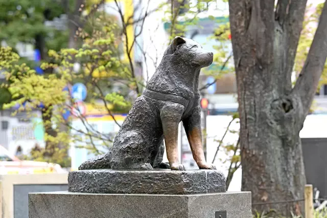 도쿄 호텔 시부야 하치코