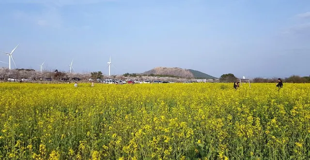 봄꽃축제, 서귀포 유채꽃 걷기대회