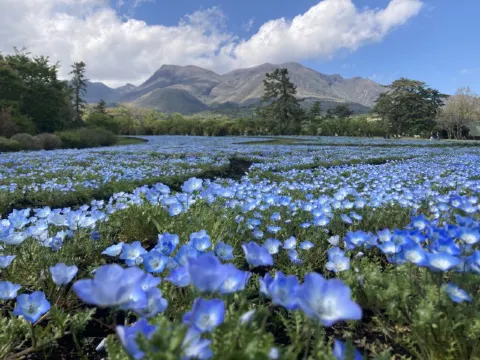 くじゅう花公園