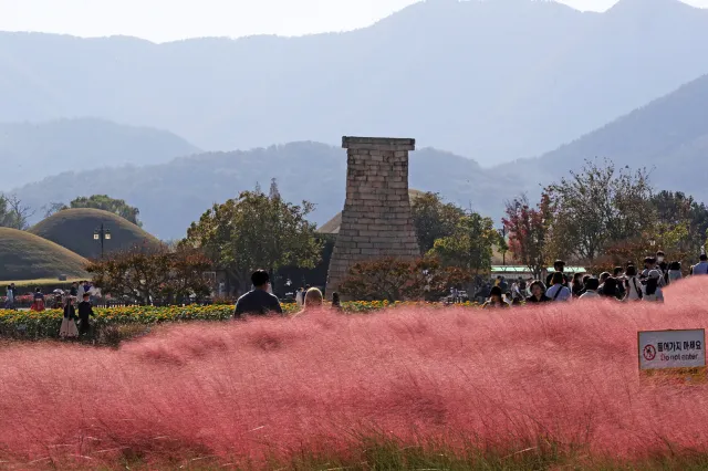 핑크뮬리 시기 경주 핑크뮬리 군락지