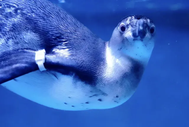 大邱愛來水族館