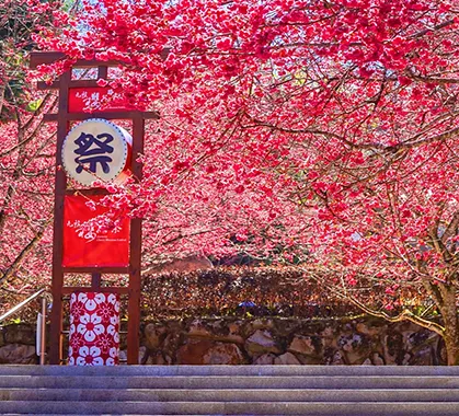 九族櫻花季