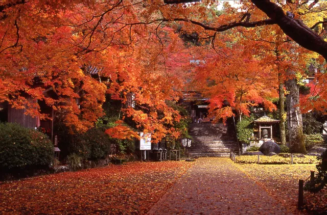 2026年九州の紅葉おすすめ28選！見頃や紅葉が楽しめるキャンプ場を紹介