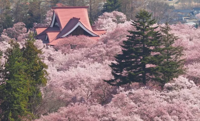 長野縣天下第一櫻