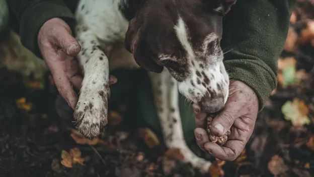 Ein Hund hilft bei der Trüffelsuche im Wald
