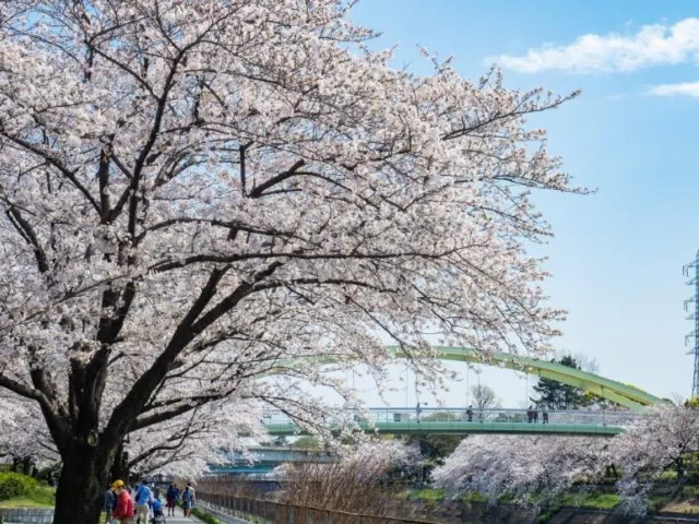 名古屋櫻花2025