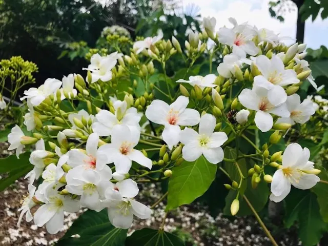 台南·關子嶺桐花谷