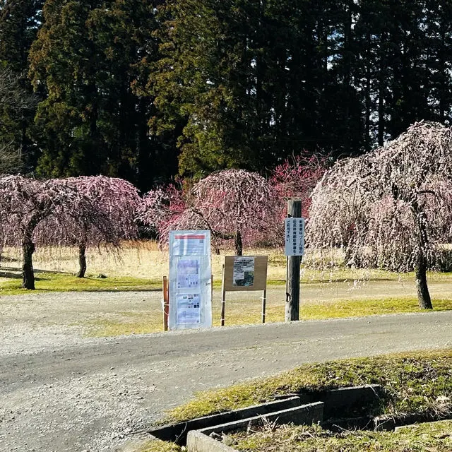 京都:北野天滿宮