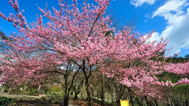 武陵農場櫻花季2026