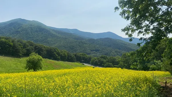 영남알프스 숲페스타 유채꽃밭