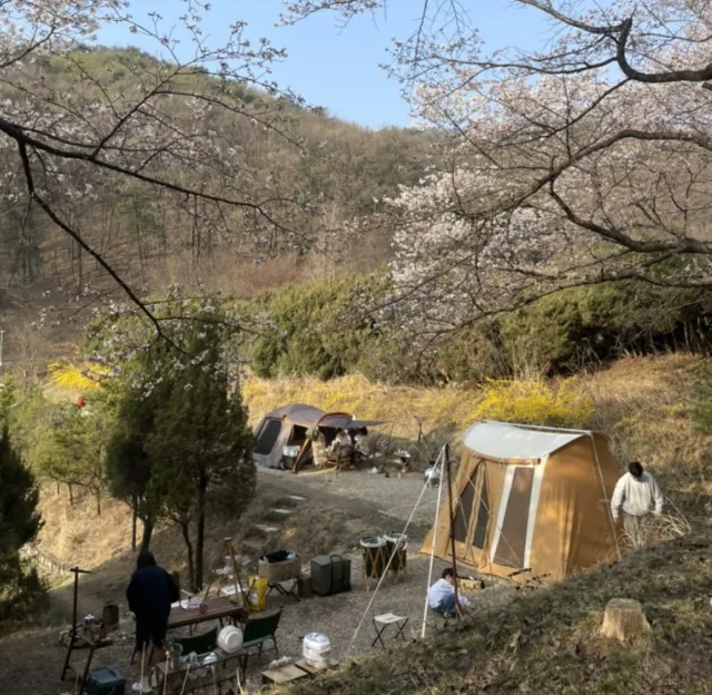 2025 전국 벚꽃 캠핑장