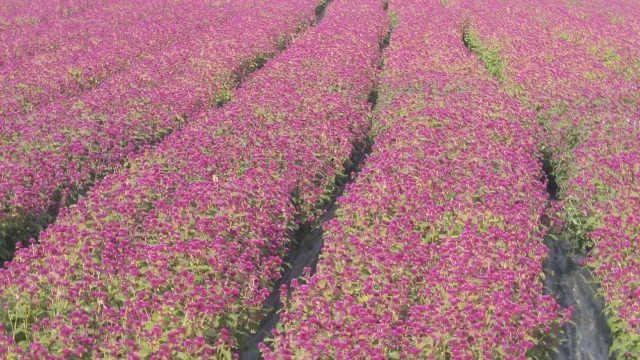 양주 나리 공원 천일홍
