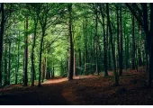 China’s 10 Most Beautiful Pristine Forests