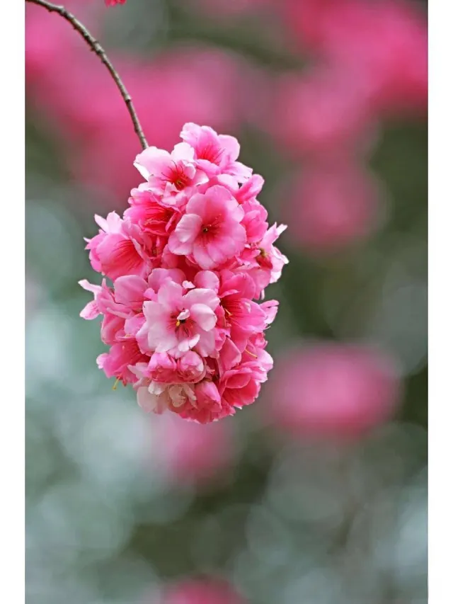 高雄櫻花季