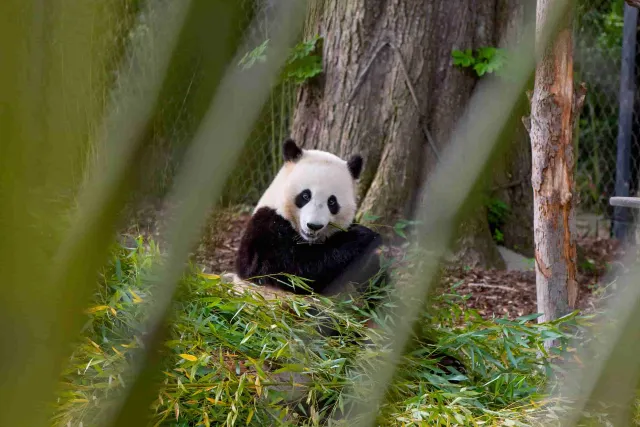 Pairi Daiza