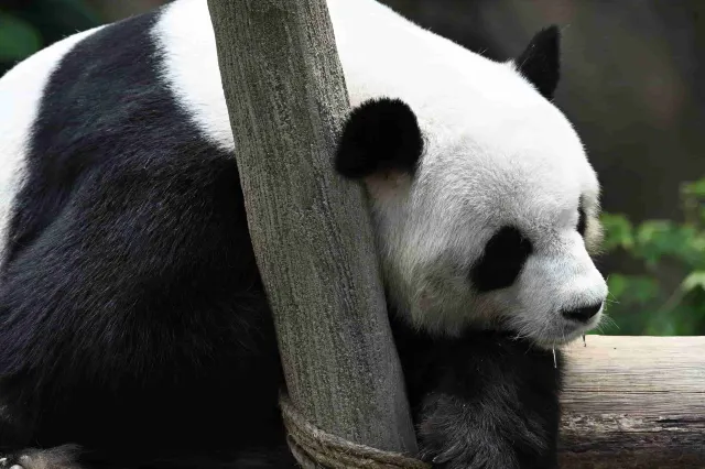 Zoo Negara Malaysia