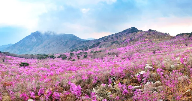 봄꽃축제, 대구 비슬산 참꽃문화제