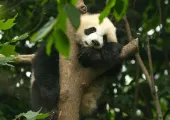 【成都景點推介】成都旅遊攻略：10個不可錯過的成都市區和近郊必遊景點