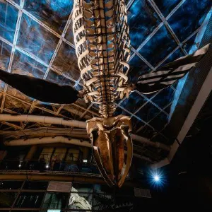 全台首座藍鯨骨骼標本展示！屏東海生館公開歷經三年修復的20公尺長藍鯨身軀