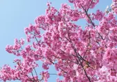 2025 오사카 벚꽃 개화시기 및 축제, 명소 총정리