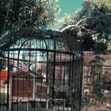 【2026 古坑景點】16 個古坑必去景點推薦:華山情人橋、綠色隧道、劍湖山世界主題樂園!