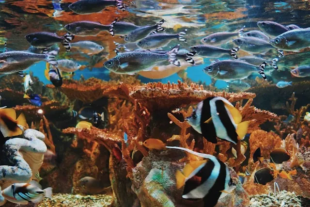 新江之島水族館