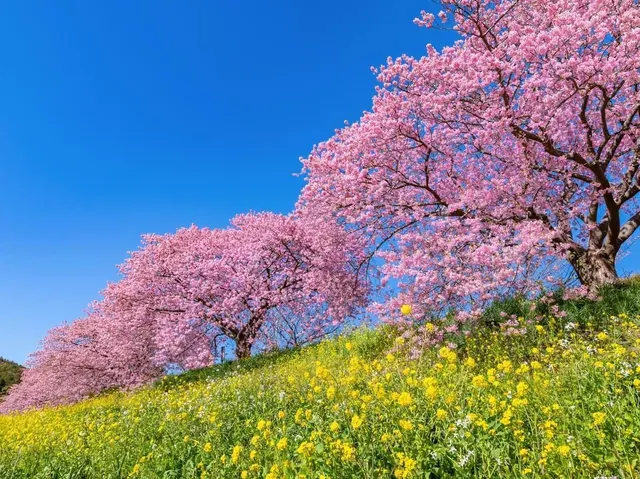 河津桜の原木