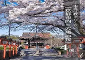 【京都×桜2025】超絶混雑回避‼️誰も投稿してない🤫京都市内の無料穴場桜スポットまとめを紹介🌸