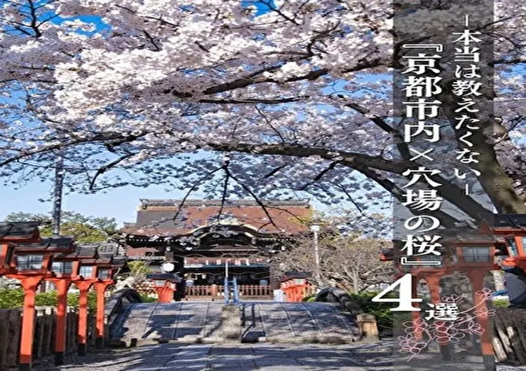【京都×桜】超絶混雑回避‼️誰も投稿してない🤫京都市内の無料穴場桜スポットまとめを紹介🌸